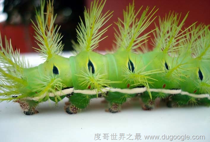 世界上最危险的毛毛虫，巨型天蚕蛾幼虫(被蛰到会流血致死)