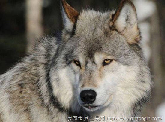 世界上最大的野生犬科动物，小瀑布山狼(体长1.5米/重80斤)