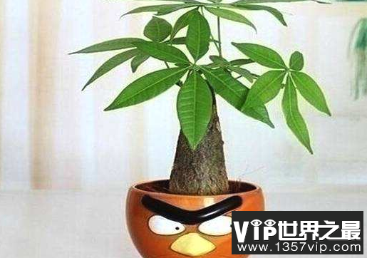 哪八种植物招财又旺宅