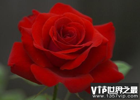 世界上最漂亮的十种花排行榜