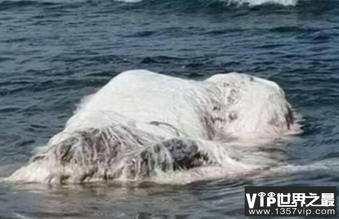 猛犸鱼:如同北极熊的鱼，浑身白色长毛敢与虎鲸搏斗