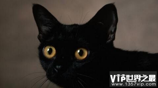 猫是招鬼还是辟邪的，白猫招鬼黑猫辟邪