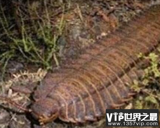 千足虫马陆，远古巨型霸王虫长达3米无天敌
