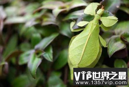 世界上最奇怪的昆虫，长的像是从外星来的生物