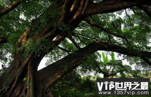 芭蕉树为什么招女鬼，属于一种阴邪之物