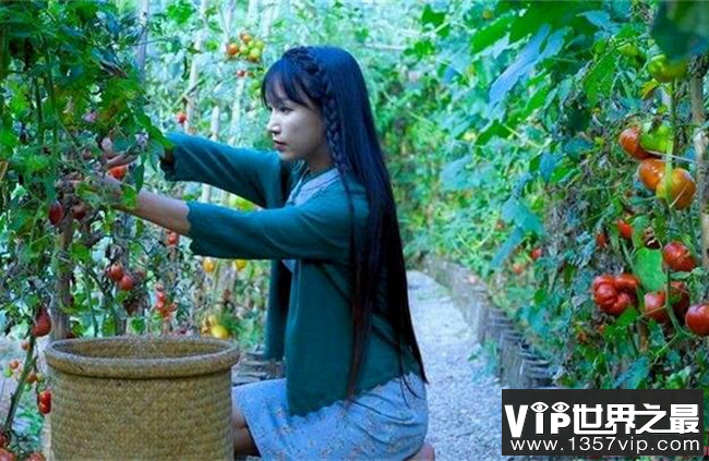 网红李子柒年入1.6亿应热议 李子柒是怎么红起来的