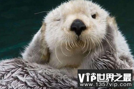 水鬼是什么动物？水猴子为什么要拉人进水?