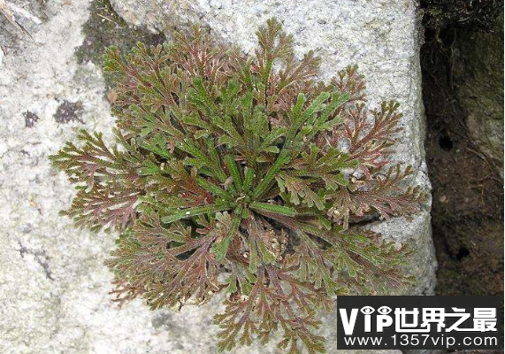 沙漠中的复活草：卷柏，晒干后仍能复活