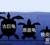地球上最大的乌龟：古巨龟，重达2000多公斤的史前大龟