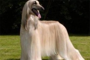 世界十大傻狗排名 哈士奇都没进前三，斗牛犬超凶猛