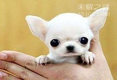 世界最小的狗一只吉娃娃 吉娃娃袖珍狗(长6厘米)