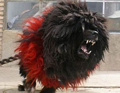不惧怕任何暴力藏獒之王“鬼獒王”，全世界仅一只!