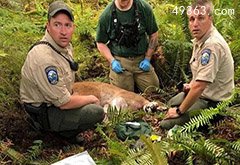 美洲狮伤人致命事件，20人死于袭击