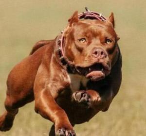 世界十大最凶猛的狗排行，比特犬与土佐斗犬位列其中