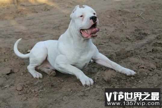 世界恶犬之杜高犬，多种犬杂交而成的凶猛犬种