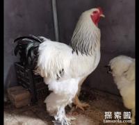 婆罗门鸡禁止买卖是什么原因，好斗体型太大容易伤人