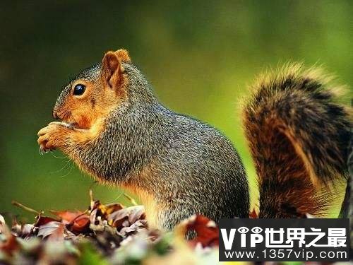 松鼠可以通过“亲吻”来认出对方