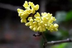 盘点最好的桂花产地，中国四大桂花产地