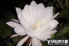 世界上什么花最贵：深圳农科兰花价值168万元