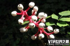 世界上最像眼球的植物：看着让人心惊胆战