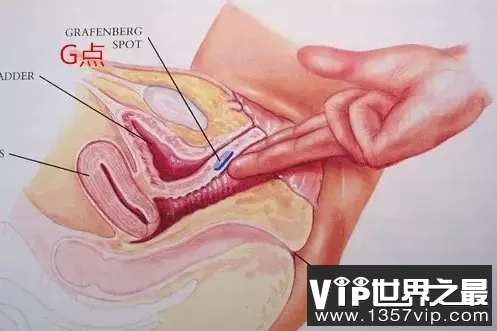 科普:传说中的G点真的存在吗