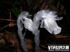 世界上最神秘的花：水晶兰被称为死亡之花
