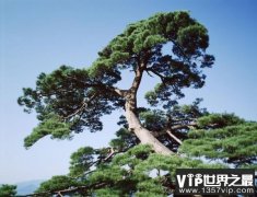 世界上最坚贞的树：松树堪称“树中君子”