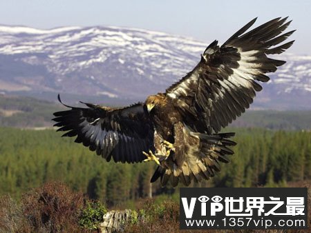 【辟谣】鹰的重生传说