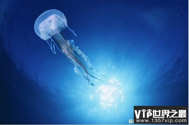 世界上最毒的水母 澳洲方水母人一碰就会死(毒性很强)