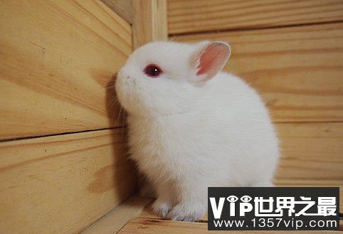 荷兰矮兔：世界上最小的兔子