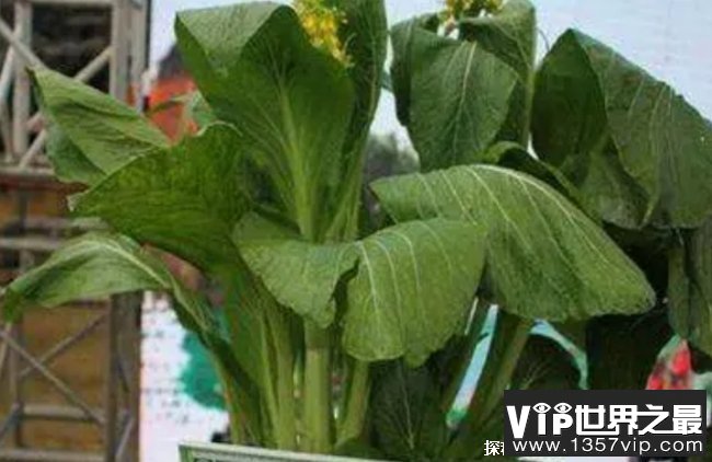 世界上最贵的蔬菜 菜心至尊(66.6666万元)