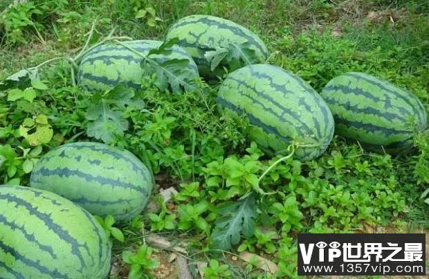 【辟谣】西瓜个头大是打了膨大剂吗