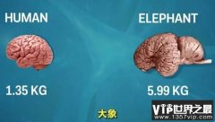 人是地球上最会记仇的动物吗？还有哪些动物会记仇？