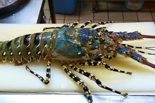 世界上最大的龙虾 锦绣龙虾体长可达55厘米(颜色鲜艳)