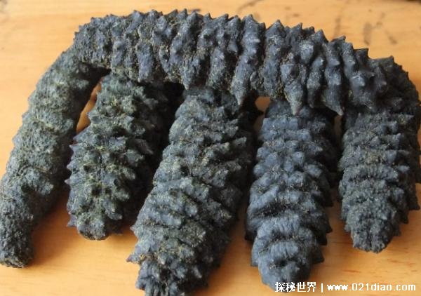 世界上个体最大海参 梅花参被称为海参之王(营养价值高)