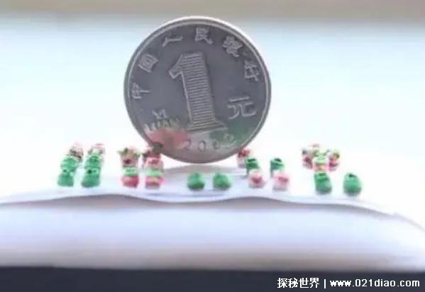 世界上最小的绣花鞋 任延丽制作全长仅3.8毫米(比米粒还小)
