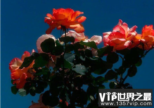 生活心情感悟语录 表达生活人生感悟的句子