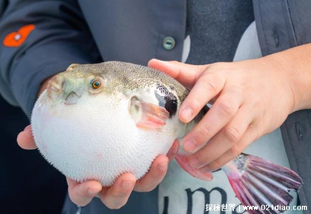 毒性极高的海洋生物 河豚有丰富的营养价值(比较珍贵)