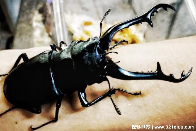 世界上最大的锹甲虫 长颈鹿锯锹长12.3厘米(比较珍贵)
