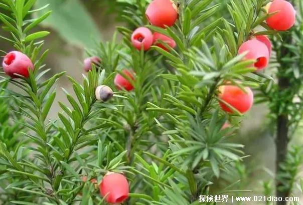 世界上十大被称为抗癌明星的植物 长春花第一(药用价值高)