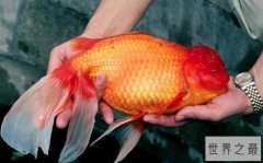 世界上最大的金鱼,光是长就超过了1米