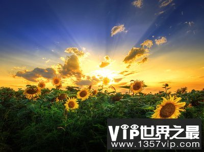 爱情美好唯美句子