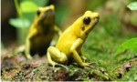 世界十大最毒青蛙 第一位一克毒素可以杀死1.5万人！