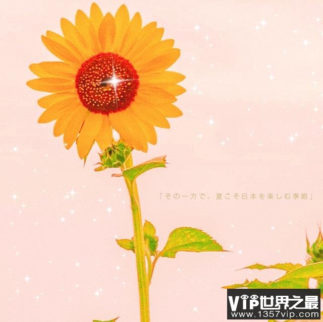 唯美早安心语简短句子最新