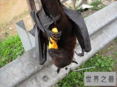 世界上最大的蝙蝠，展开翅膀比人都长