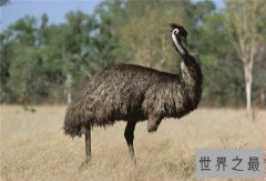 世界上最大的鸟，象鸟可达4.5米，体重过